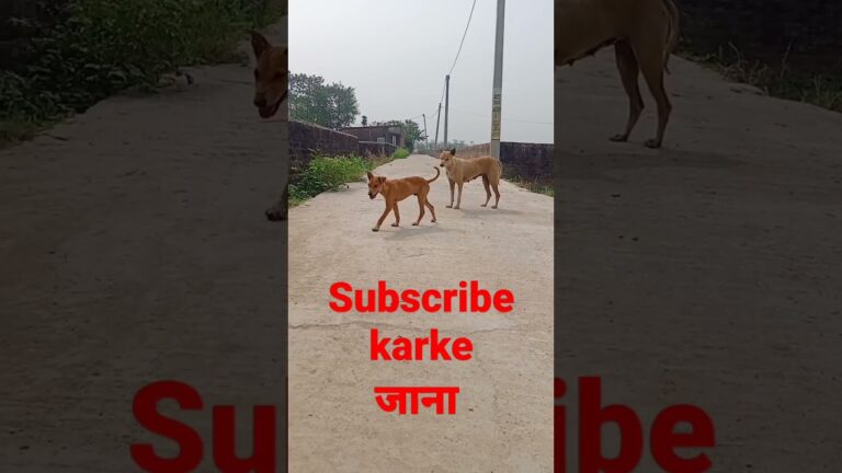 #short #shorts #dog #viral #funny #subscribe