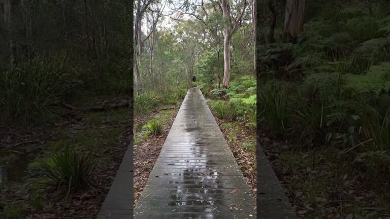 Preview: Finding Tranquility – Exploring Lake Macquarie on a Zen Bushwalk, NSW Australia 🇦🇺