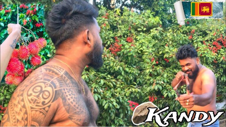 නුවර කෙල්ලෙක් බැන්දොත් බඩුම තමයි Rambutan |Sri lankan village Fruits | Cuple Day Vlog @isuandchaanu