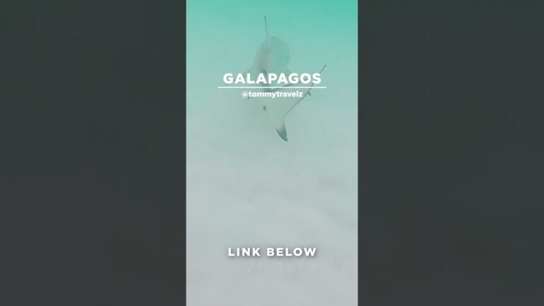 #TommyTravelz #travelnow #traveltips #galapagos #sancristobal #santacruz #islabaltra #isabelaisland
