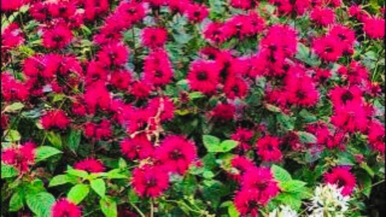 beautiful red garden flowers video