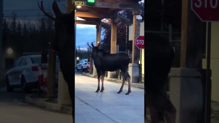 Moose Wanders in to Anchorage Military Base